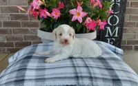 Marley , a female Maltipoo for sale in Grabill, IN – 6 of 8