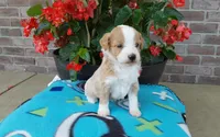 Clover , a female Miniature Aussiedoodle for sale in Grabill, IN – 2 of 9