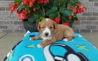 Celeste , a female Miniature Aussiedoodle for sale in Grabill, IN – 5 of 8