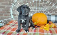 Bear , a male Great Dane for sale in Grabill, IN – 2 of 10