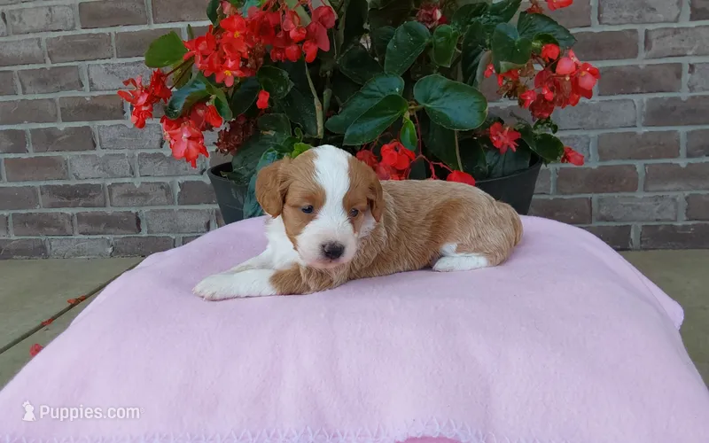 Callie  – Miniature Aussiedoodle puppy for sale in Grabill, IN