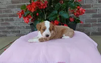 Callie , a female Miniature Aussiedoodle for sale in Grabill, IN – 1 of 10