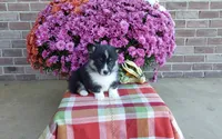 Watson , a male Pembroke Welsh Corgi for sale in Grabill, IN – 4 of 8