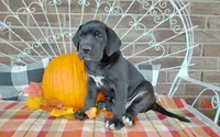 Bear , a male Great Dane for sale in Grabill, IN – 9 of 10