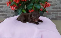 Chloe , a female Miniature Aussiedoodle for sale in Grabill, IN – 4 of 7