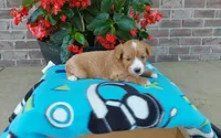 Celeste , a female Miniature Aussiedoodle for sale in Grabill, IN – 4 of 8