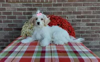 Marley , a female Maltipoo for sale in Grabill, IN – 8 of 9