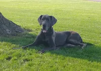 Bear , a male Great Dane for sale in Grabill, IN – 10 of 10