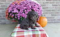 Teddy , a male Australian Shepherd and Poodle - Miniature  for sale in Grabill, IN – 4 of 8