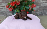 Chloe , a female Miniature Aussiedoodle for sale in Grabill, IN – 5 of 7