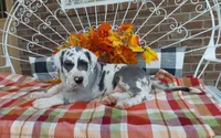 Bruno , a male Great Dane for sale in Grabill, IN – 3 of 8