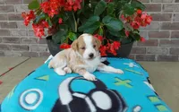 Clover , a female Miniature Aussiedoodle for sale in Grabill, IN – 5 of 9