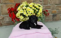 Carrie, a female Miniature Aussiedoodle for sale in Grabill, IN – 8 of 10