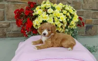 Celeste , a female Miniature Aussiedoodle for sale in Grabill, IN – 3 of 10