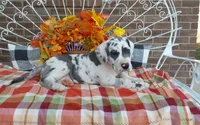 Bruno , a male Great Dane for sale in Grabill, IN – 8 of 8