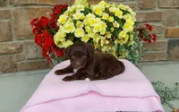 Chloe , a female Miniature Aussiedoodle for sale in Grabill, IN – 2 of 10