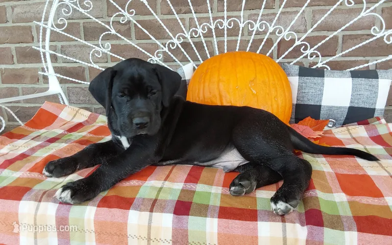 Bear  – Great Dane puppy for sale in Grabill, IN