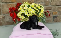 Carrie, a female Miniature Aussiedoodle for sale in Grabill, IN – 4 of 10