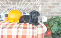 Bear , a male Great Dane for sale in Grabill, IN – 7 of 10