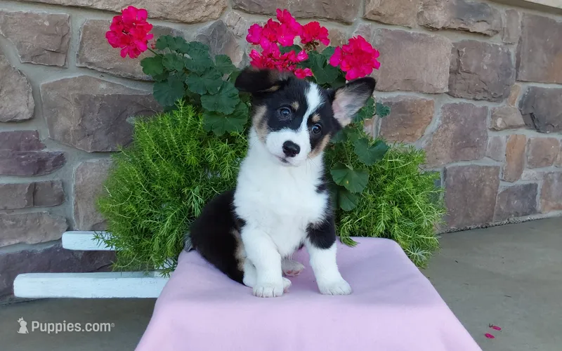 Macie  – Pembroke Welsh Corgi puppy for sale in Grabill, IN