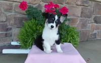 Macie , a female Pembroke Welsh Corgi for sale in Grabill, IN – 1 of 10