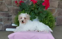 Marley , a female Maltipoo for sale in Grabill, IN – 2 of 9