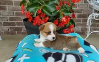 Mason , a male Pembroke Welsh Corgi for sale in Grabill, IN – 4 of 8