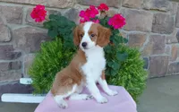 Callie , a female Miniature Aussiedoodle for sale in Grabill, IN – 10 of 10