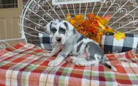 Bruno , a male Great Dane for sale in Grabill, IN – 6 of 8