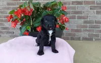 Carrie, a female Miniature Aussiedoodle for sale in Grabill, IN – 2 of 9