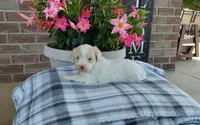 Marley , a female Maltipoo for sale in Grabill, IN – 5 of 8