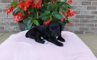 Carrie, a female Miniature Aussiedoodle for sale in Grabill, IN – 4 of 9