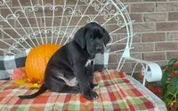 Bear , a male Great Dane for sale in Grabill, IN – 8 of 10