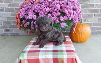 Teddy , a male Australian Shepherd and Poodle - Miniature  for sale in Grabill, IN – 2 of 8