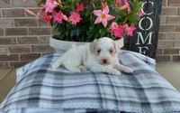 Missy, a female Maltipoo for sale in Grabill, IN – 4 of 8
