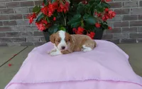 Callie , a female Miniature Aussiedoodle for sale in Grabill, IN – 7 of 10