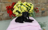Carrie, a female Miniature Aussiedoodle for sale in Grabill, IN – 9 of 10