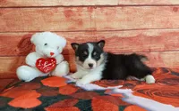 Tommy , a male Pembroke Welsh Corgi for sale in Grabill, IN – Photo 2 of 4