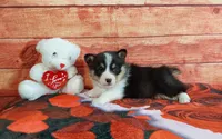 Tommy , a male Pembroke Welsh Corgi for sale in Grabill, IN – Photo 3 of 4