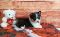 Tommy , a male Pembroke Welsh Corgi for sale in Grabill, IN – Photo 1 of 4