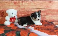 Tommy , a male Pembroke Welsh Corgi for sale in Grabill, IN – Photo 4 of 4