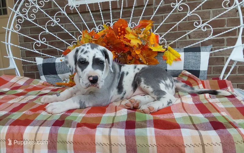 Bruno  – Great Dane puppy for sale in Grabill, IN
