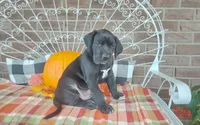 Bear , a male Great Dane for sale in Grabill, IN – 5 of 10