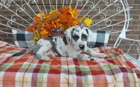 Bruno , a male Great Dane for sale in Grabill, IN – 7 of 8