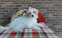 Marley , a female Maltipoo for sale in Grabill, IN – 7 of 9