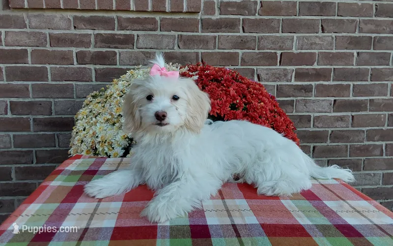Missy – Maltipoo puppy for sale in Grabill, IN
