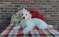 Missy, a female Maltipoo for sale in Grabill, IN – 1 of 8