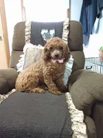 Marley , a female Maltipoo for sale in Grabill, IN – 7 of 8