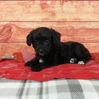 Hershey, a female Aussiedoodle for sale in Grabill, IN – Photo 5 of 9
