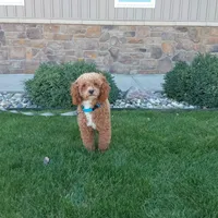 Hershey, a female Aussiedoodle for sale in Grabill, IN – Photo 9 of 9
